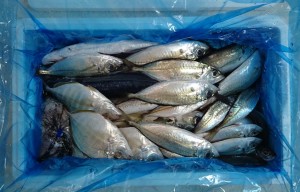 高知県須崎市鮮魚2